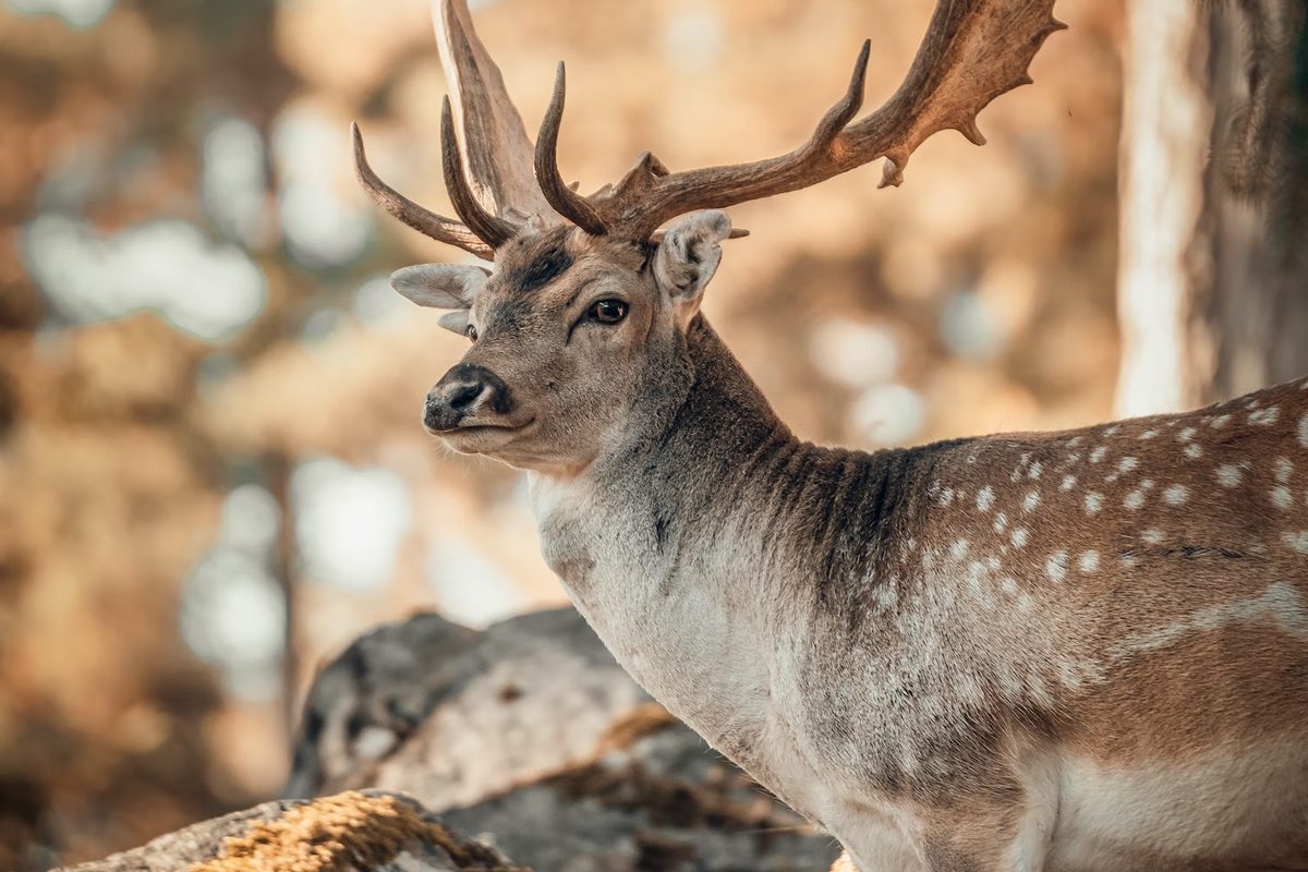 Animation Short Film 2018